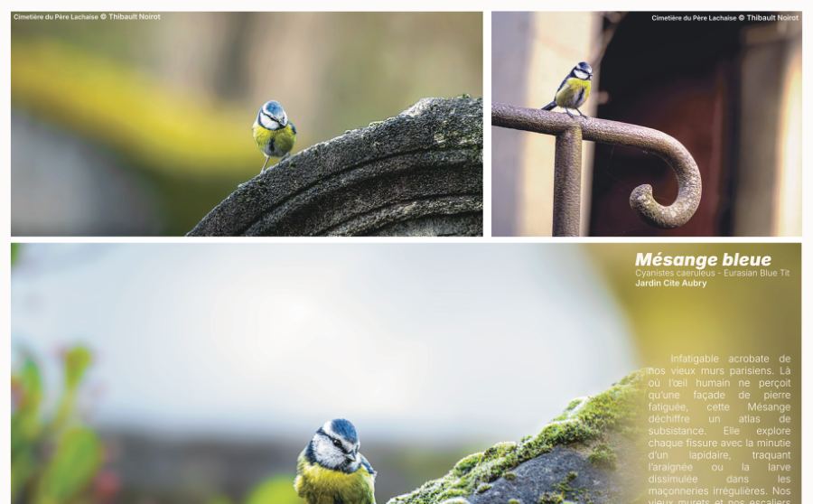 Mésange bleue