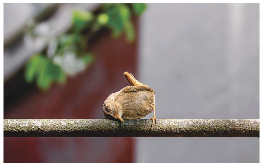 Troglodyte mignon
