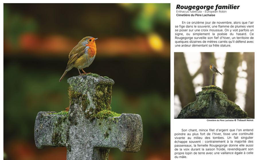 Rougegorge familier
