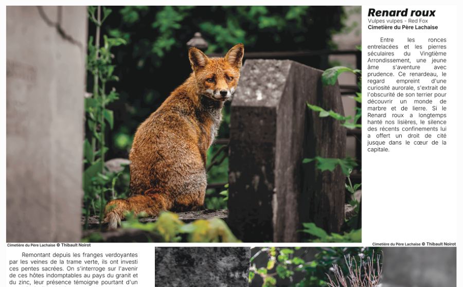 Renard roux