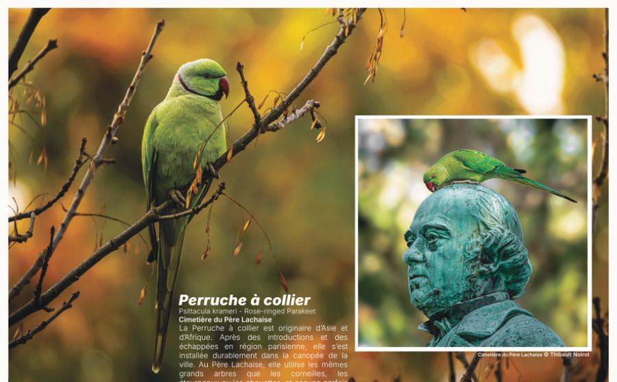 Perruche à collier