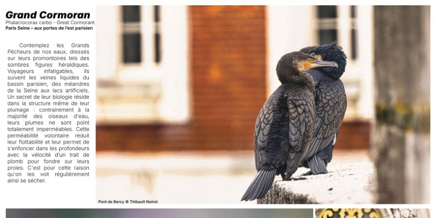 Grand Cormoran